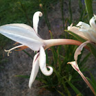 Snowdrifts lily