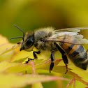 Honey bee