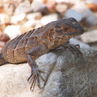 Black Iguana