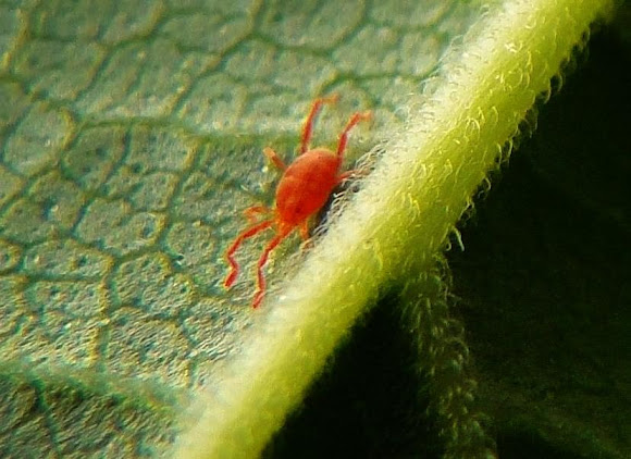 Spotting Image 1