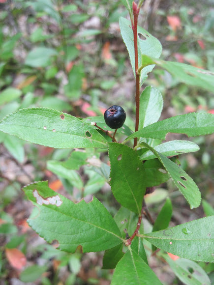 Spotting Image 1
