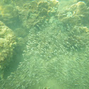 Striped catfish