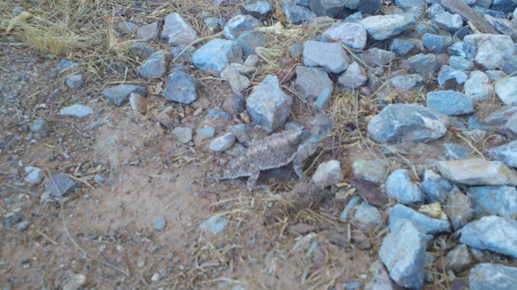 Spotting Image 1
