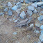 Horny Toad