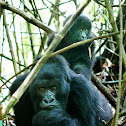 Mountain Gorilla