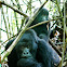 Mountain Gorilla
