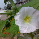 White Hollyhock Flower