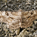 Willow Beauty