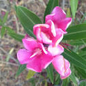 Oleander