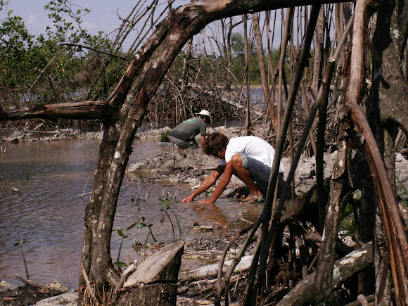 Spotting Image 1