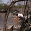red mangrove