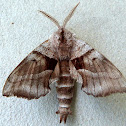 Walnut Sphinx Moth