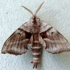 Walnut Sphinx Moth