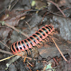 Millipede
