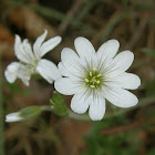 Field chickweed