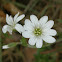 Field chickweed
