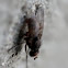 Fly