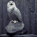 Snowy Owl