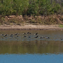 Cormorant