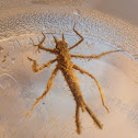 damselfly larvae