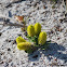 Candy Root