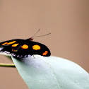 Blue-spotted Firewing