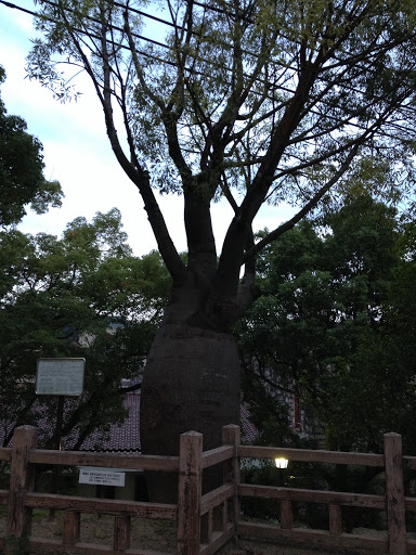 長崎公園のトックリノキ