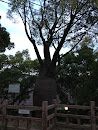 長崎公園のトックリノキ