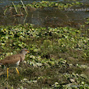 Yellow wattled lapwing