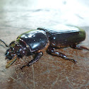 Bess beetle