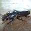 Bess beetle