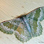 Bizarre Looper Moth