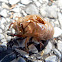 Cicada