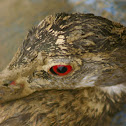 Wood duck