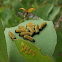 Leaf beetle