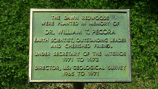 Dr. William T. Pecora Memorial Dawn Redwoods