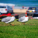Larus novaehollandiae