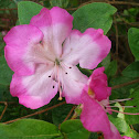Azalea