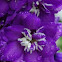 Delphinium