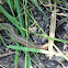Northern Brown Snake