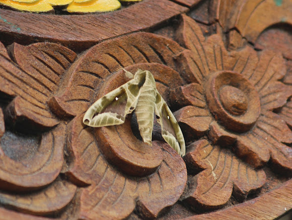 Spotting Image 1