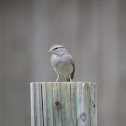 American tree sparrow