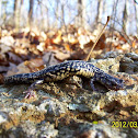 Slimy salamander