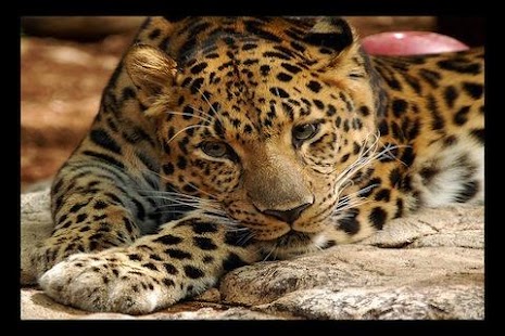 How to download Leopard Wallpaper LWP 1.0 apk for pc