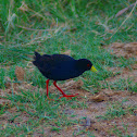 Black Crake