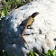 Common Girdled Lizard