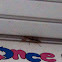 Praying Mantis