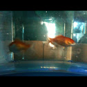 Goldfish