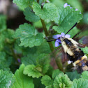 Hummingbird moth