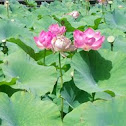 Lotus flower